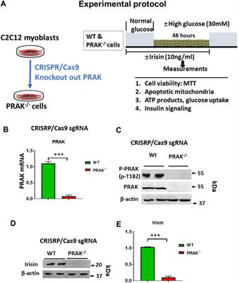 Deletion of PRAK Mitigates the Mitochondria Function and Suppresses Insulin Signaling in C2C12 Myoblasts Exposed to High Glucose